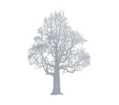 Sugocity tree logo